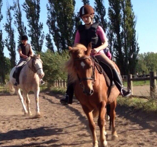 Anden særlig race Alie (Tidl. Passer) billede 1