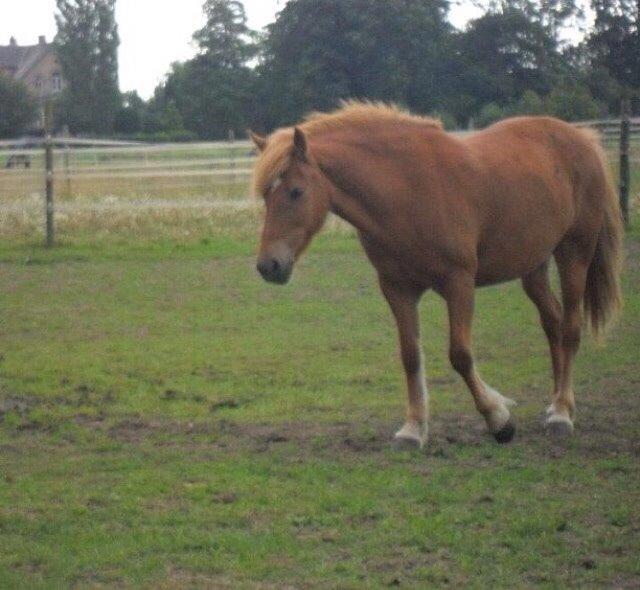 Anden særlig race Alie (Tidl. Passer) billede 4