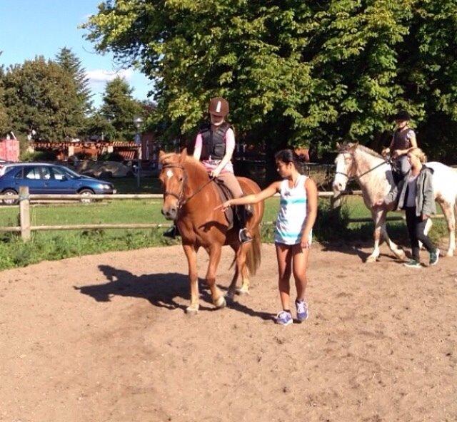 Anden særlig race Alie (Tidl. Passer) billede 7