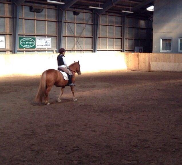 Anden særlig race Alie (Tidl. Passer) billede 9