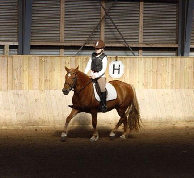 Anden særlig race Alie (Tidl. Passer) billede 10