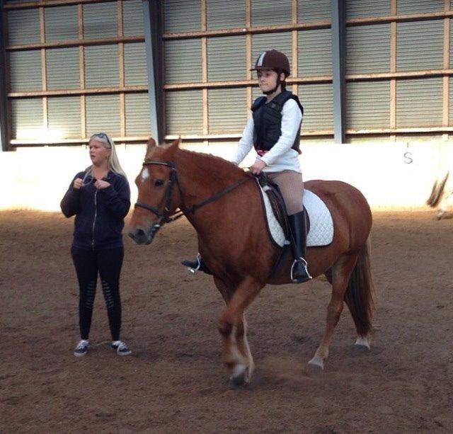 Anden særlig race Alie (Tidl. Passer) billede 11