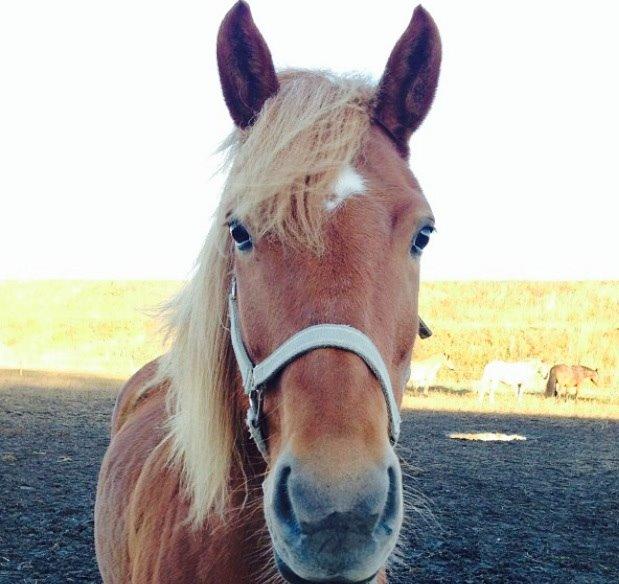 Anden særlig race Alie (Tidl. Passer) billede 13