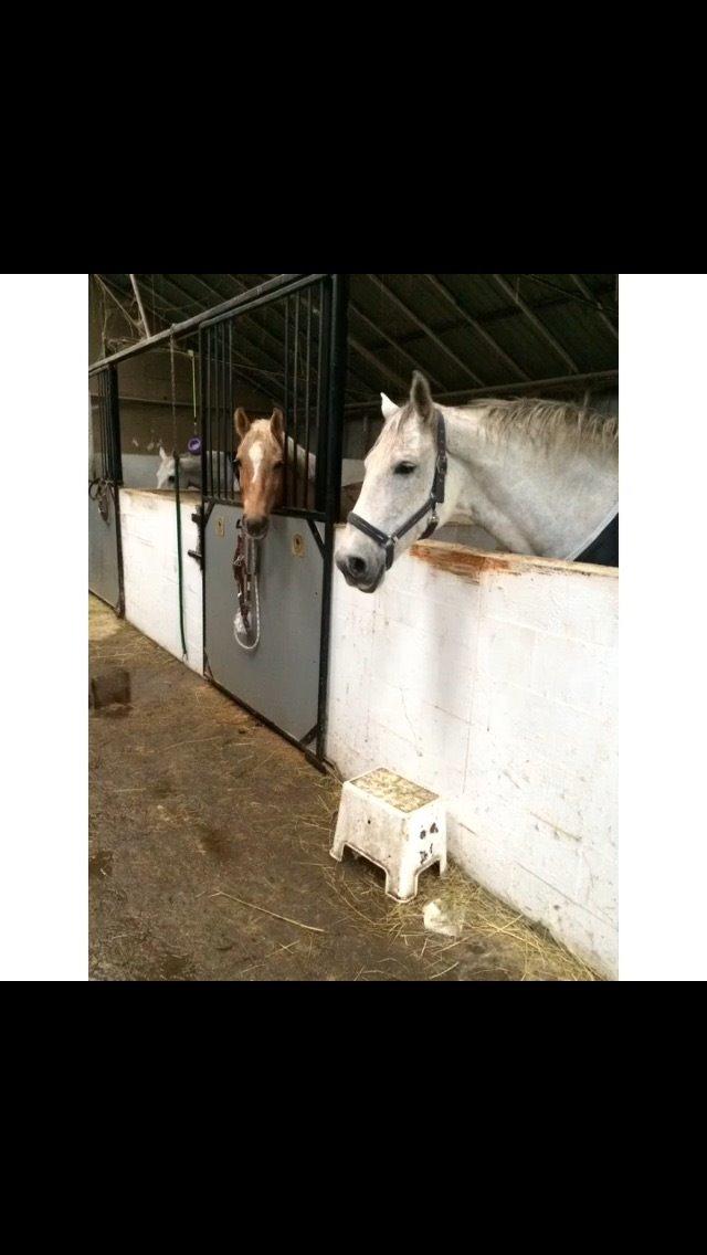 Anden særlig race Cassie fleur (RIP) billede 1