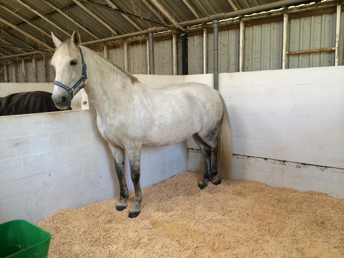 Anden særlig race Cassie fleur (RIP) billede 3