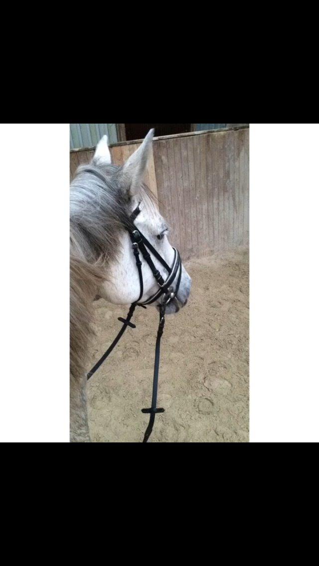 Anden særlig race Cassie fleur (RIP) billede 2