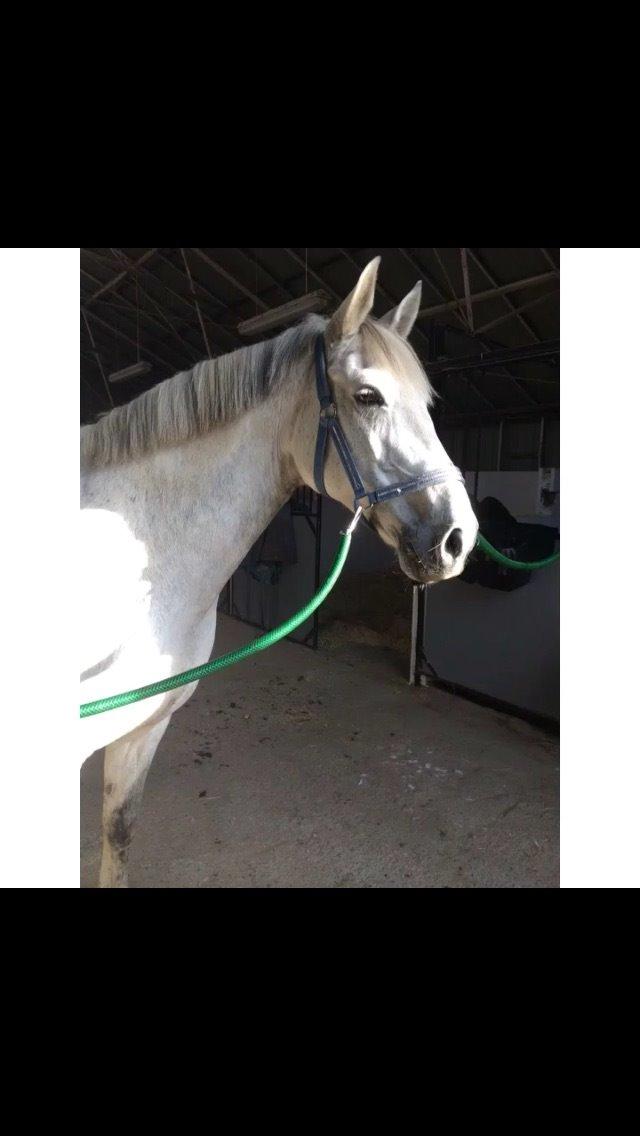 Anden særlig race Cassie fleur (RIP) billede 4