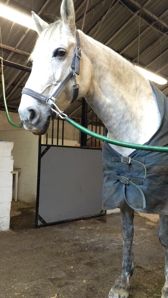 Anden særlig race Cassie fleur (RIP) billede 5