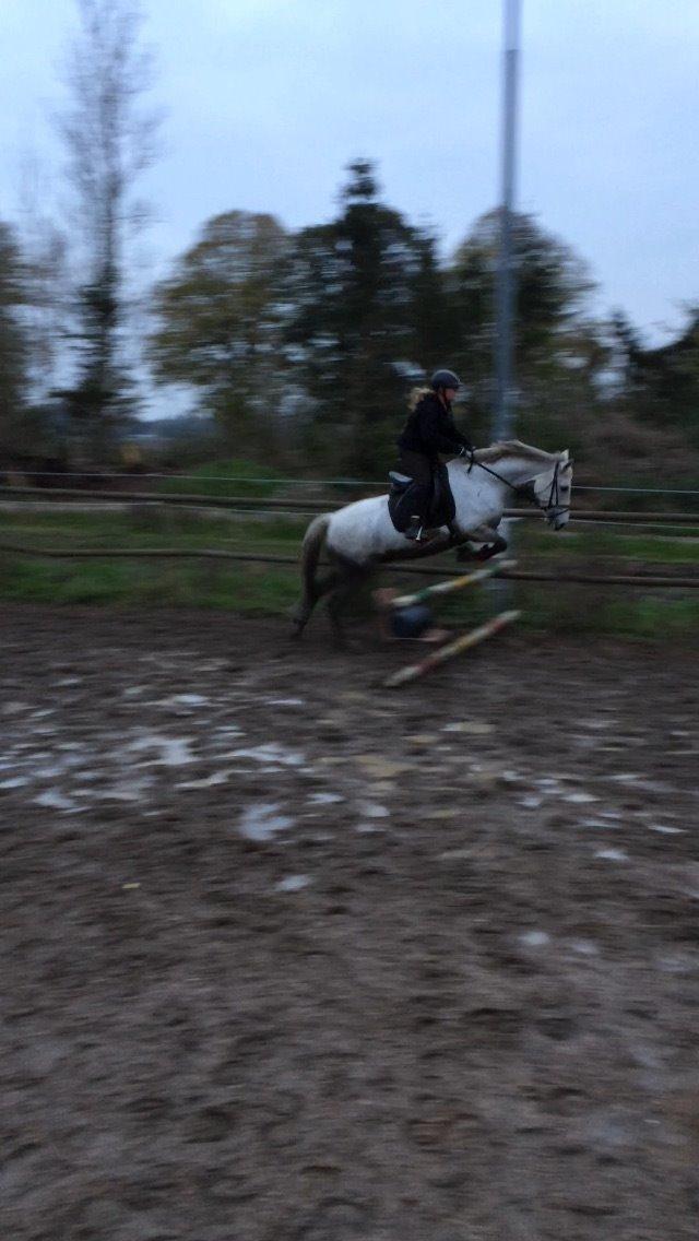 Anden særlig race Cassie fleur (RIP) billede 6