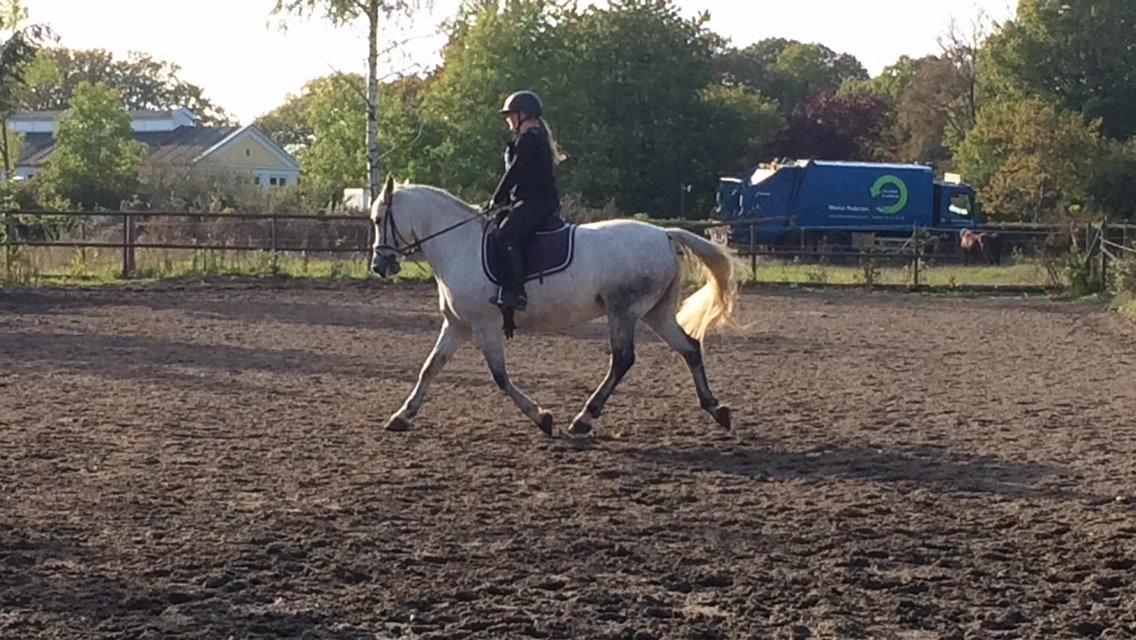 Anden særlig race Cassie fleur (RIP) billede 7