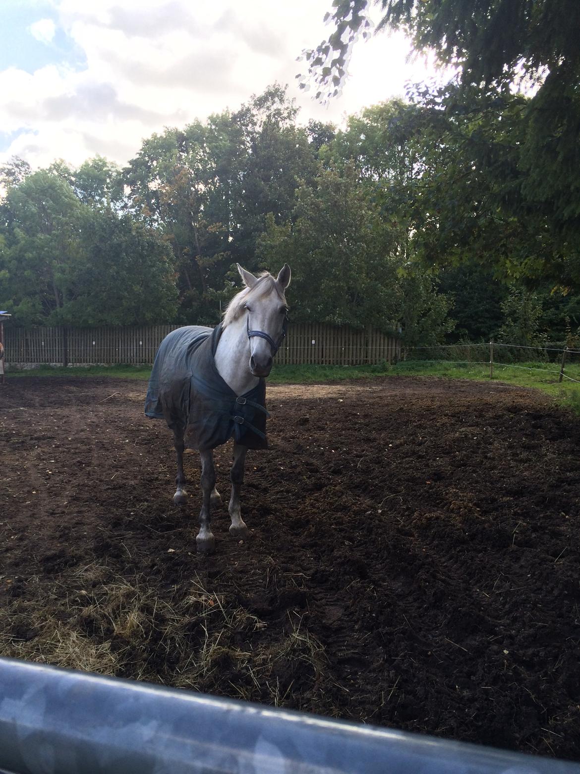 Anden særlig race Cassie fleur (RIP) billede 11