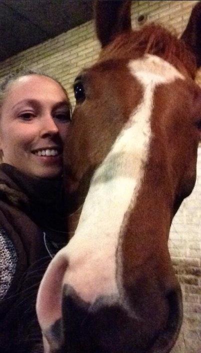 Dansk Varmblod Storgaardens Rialto billede 19