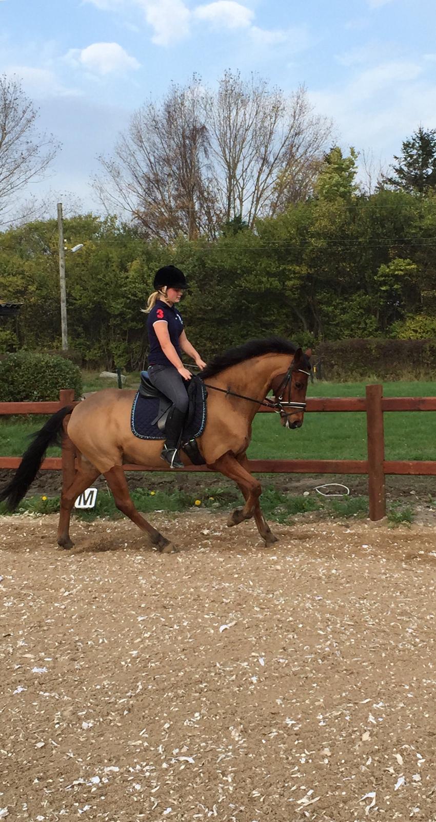 Anden særlig race Timon billede 14