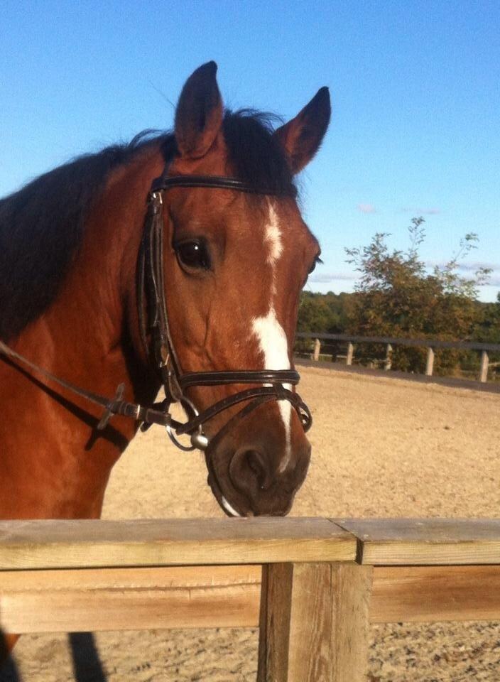 Anden særlig race Stjerne billede 16