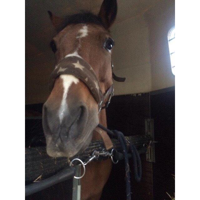 Anden særlig race Stjerne billede 17