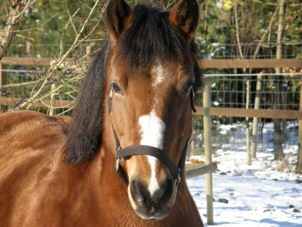 Anden særlig race Stjerne billede 19
