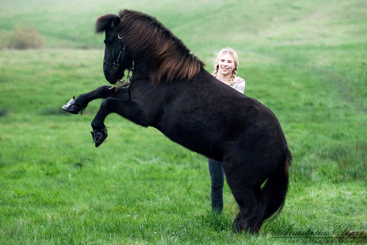 Islænder Barki fra Troldebo - Min smukke sorte "hingst" <3 () Efterår 2014 billede 3