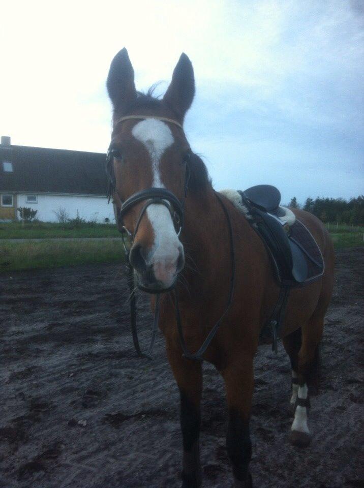 Hollandsk Varmblod Octopussy aka Pusle billede 24