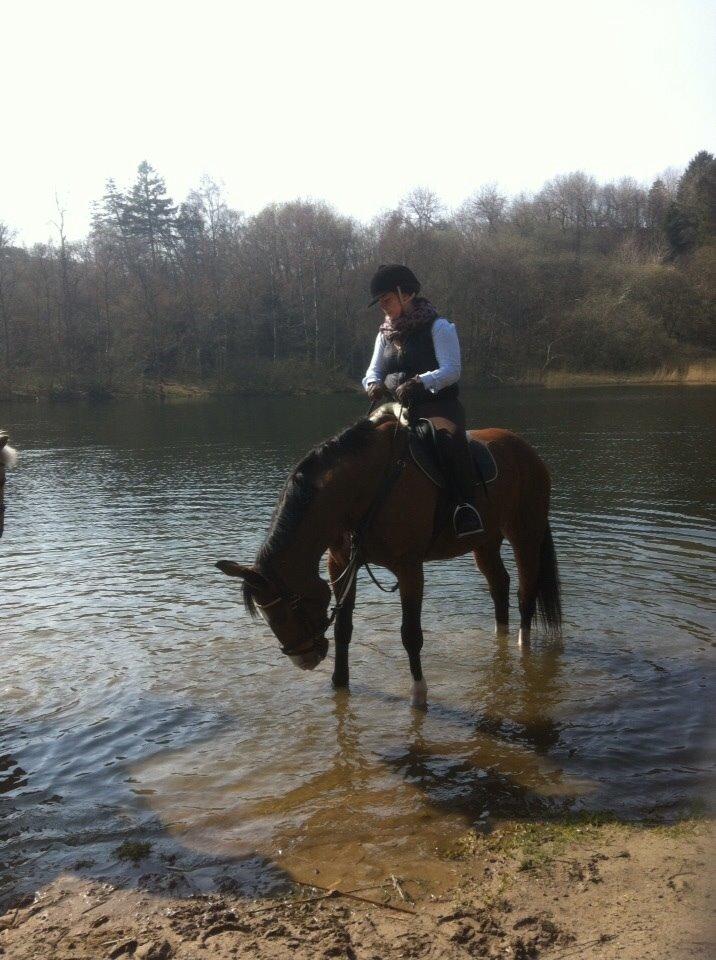 Hollandsk Varmblod Octopussy aka Pusle billede 25