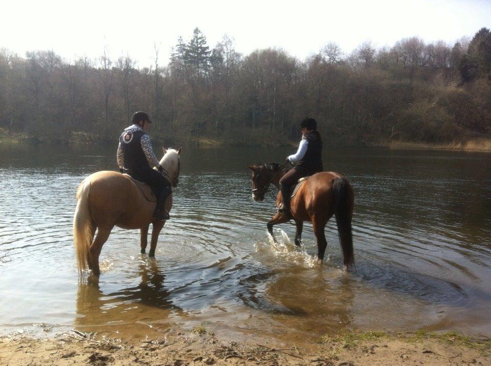 Hollandsk Varmblod Octopussy aka Pusle billede 26