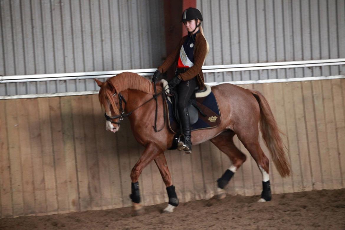 DSP Hoppesgård Stella - 02.11.14 Undervisning billede 25