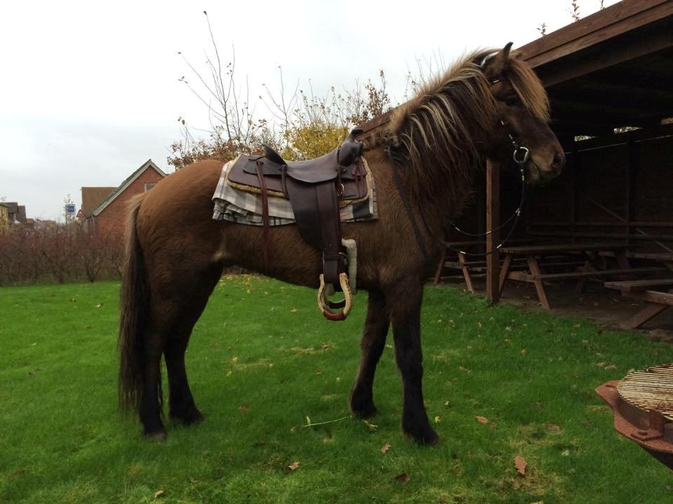 Islænder Magnus billede 11