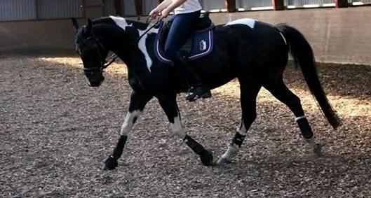 Amerikansk Paint Pony Expensive Spot - Dyrebar plet billede 4