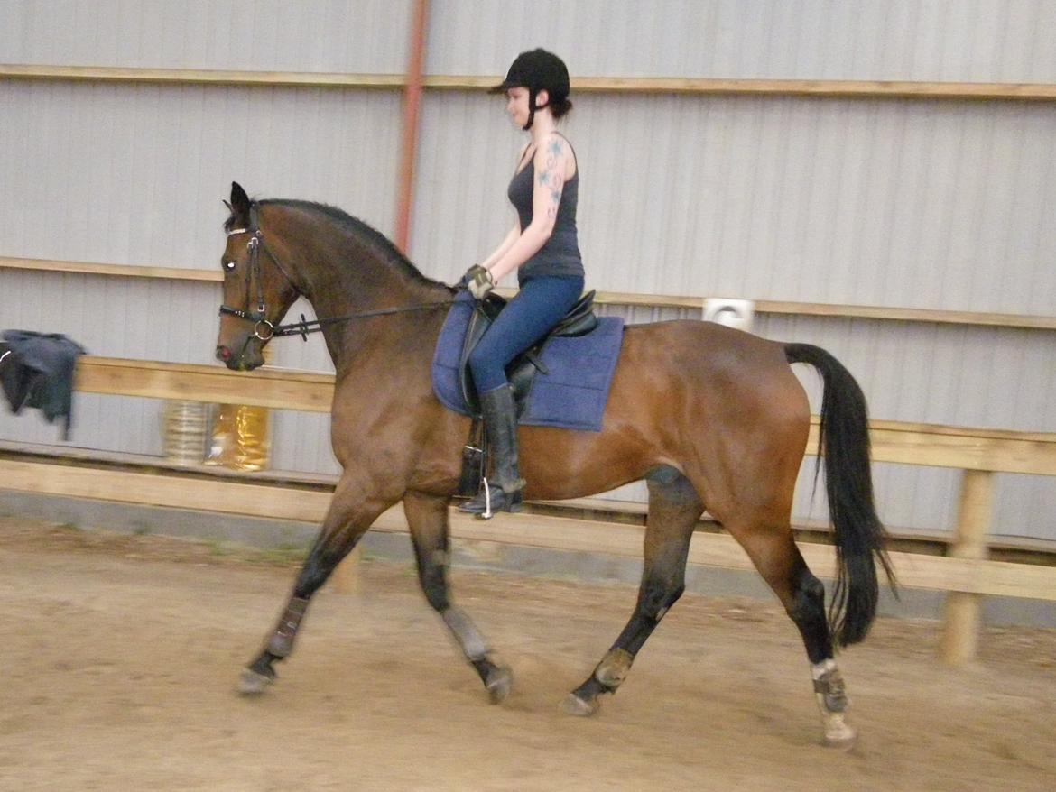 Dansk Varmblod Wilhelm - R.I.P. - Rytter i utrolig dårlig form! billede 15