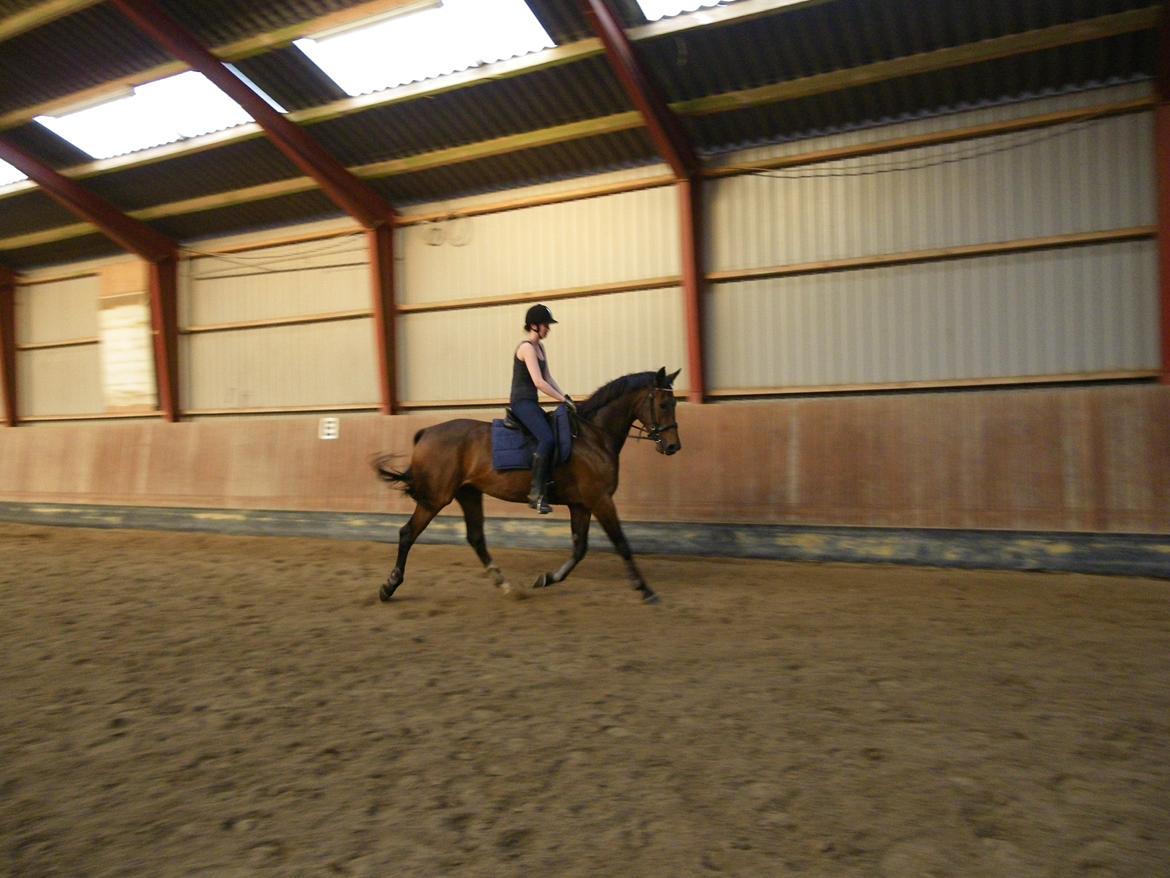 Dansk Varmblod Wilhelm - R.I.P. - Rytter i utrolig dårlig form! billede 14