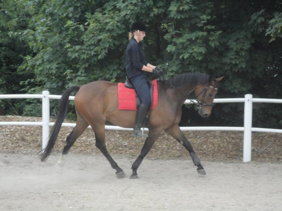 Dansk Varmblod Wilhelm - R.I.P. - Wilhelm redet af en veninde. Tak for Hjælpen! billede 17