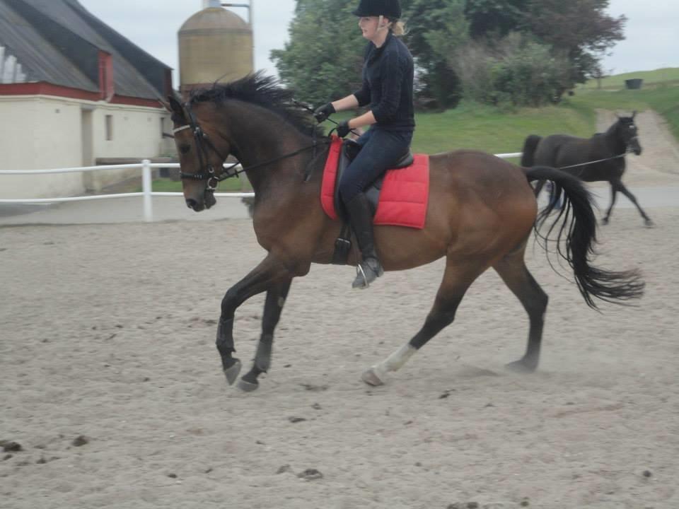 Dansk Varmblod Wilhelm - R.I.P. - Wilhelm redet af en veninde. Tak for Hjælpen! billede 13