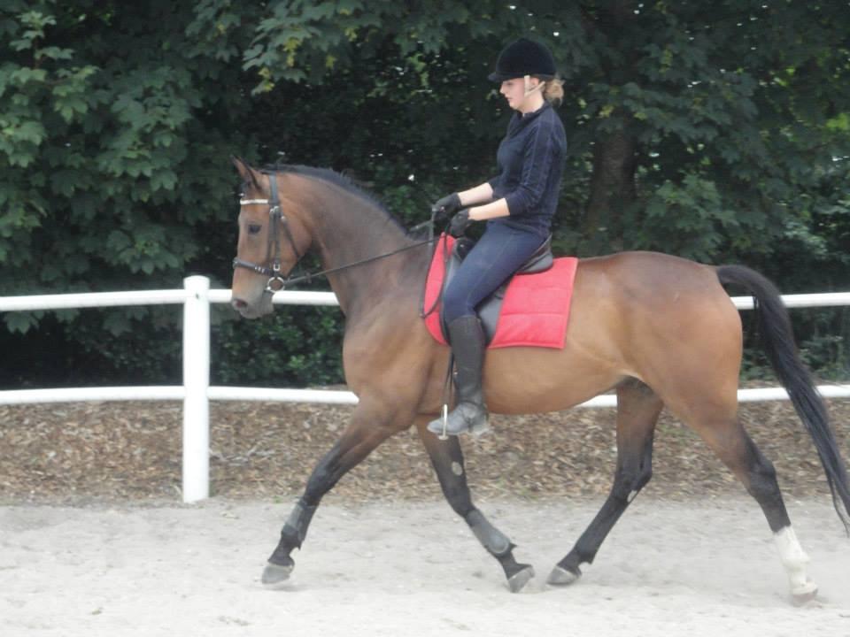 Dansk Varmblod Wilhelm - R.I.P. - Wilhelm redet af en veninde. Tak for Hjælpen! billede 18