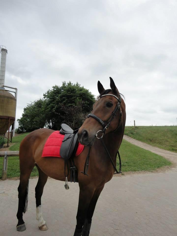 Dansk Varmblod Wilhelm - R.I.P. billede 2