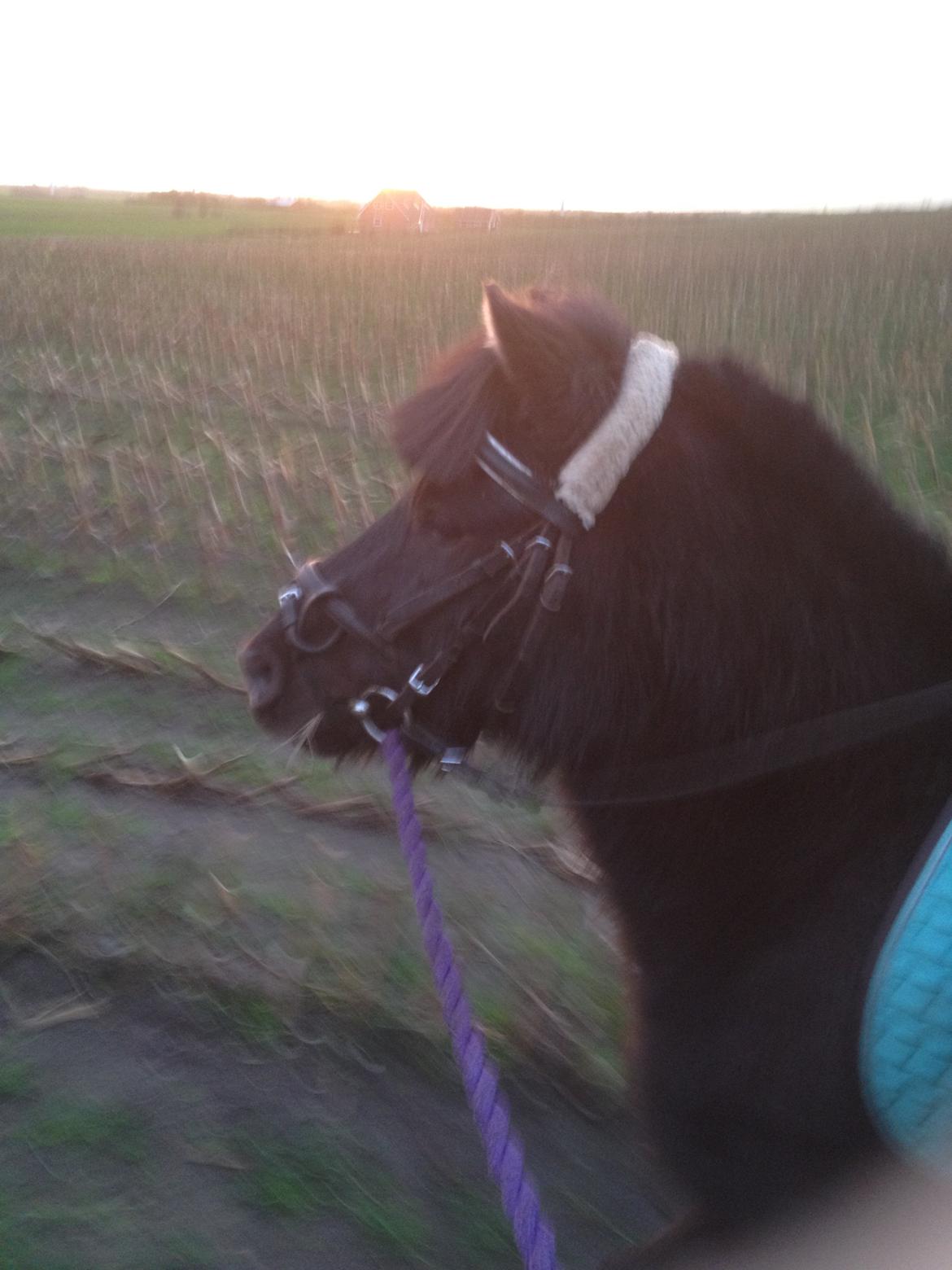 Anden særlig race Louie ( Herkules hos forige ejer ) - første tur ud alene  billede 3