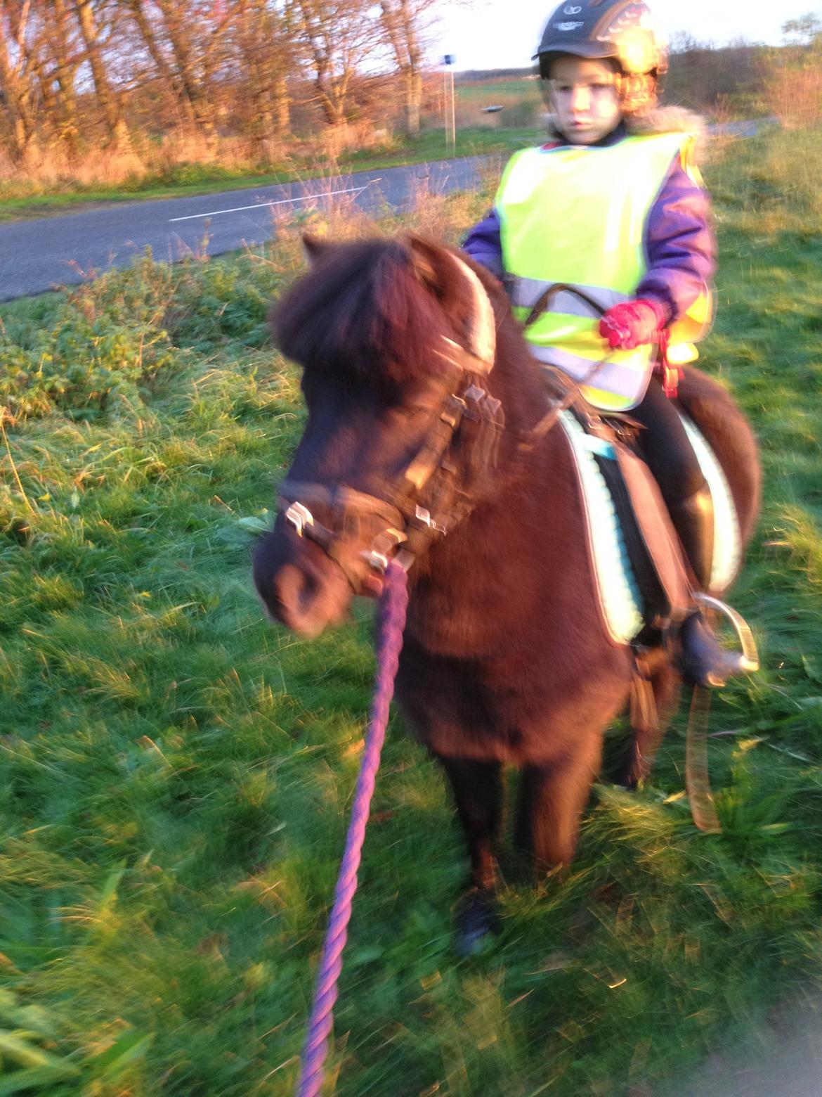 Anden særlig race Louie ( Herkules hos forige ejer ) - 1 tur  billede 4