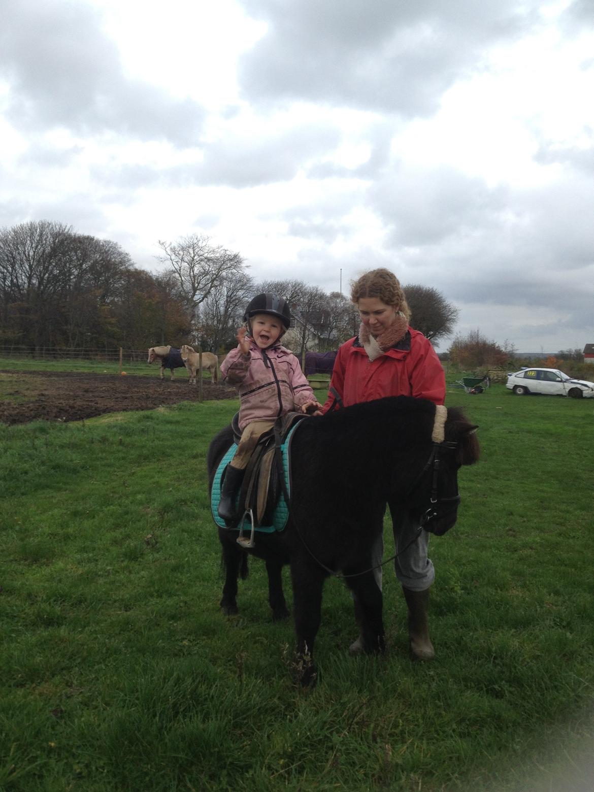 Anden særlig race Louie ( Herkules hos forige ejer ) billede 10