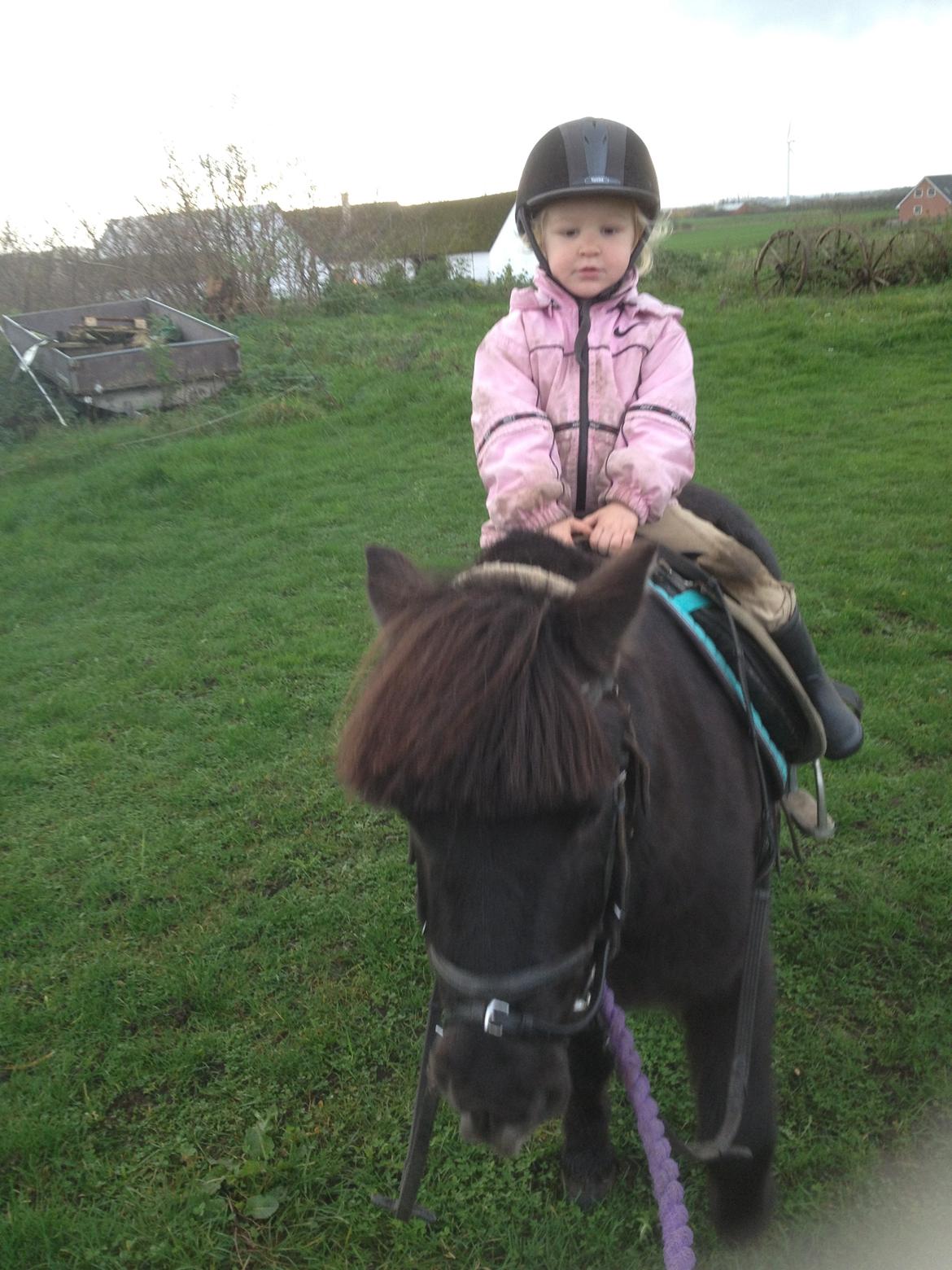 Anden særlig race Louie ( Herkules hos forige ejer ) billede 15