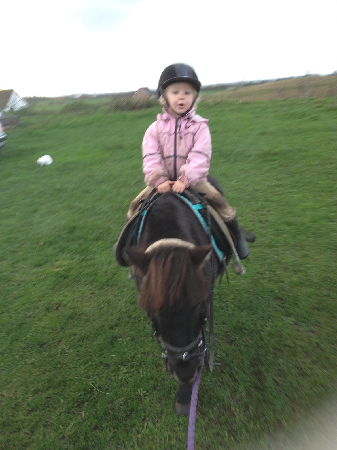 Anden særlig race Louie ( Herkules hos forige ejer ) billede 16