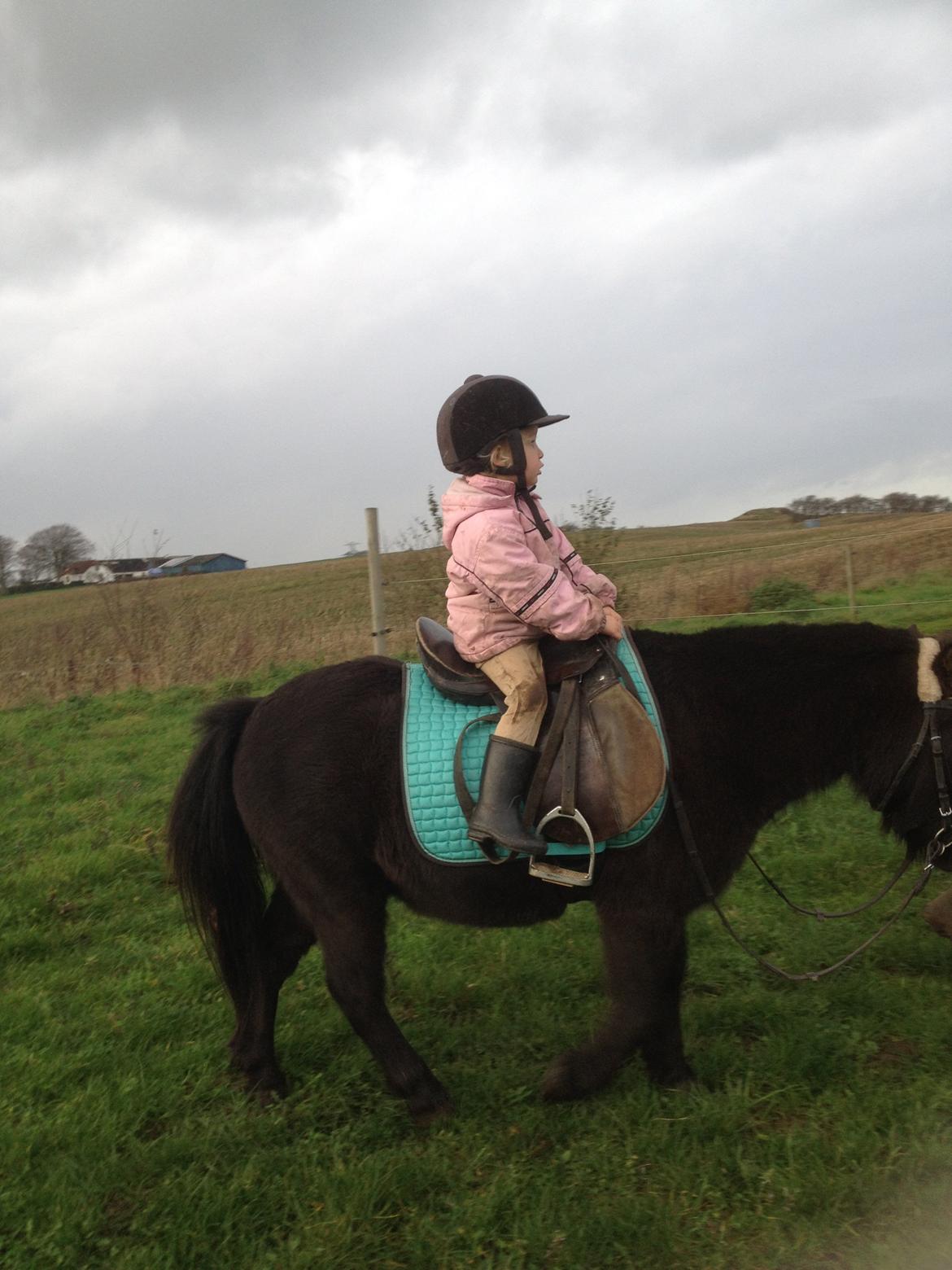 Anden særlig race Louie ( Herkules hos forige ejer ) billede 18