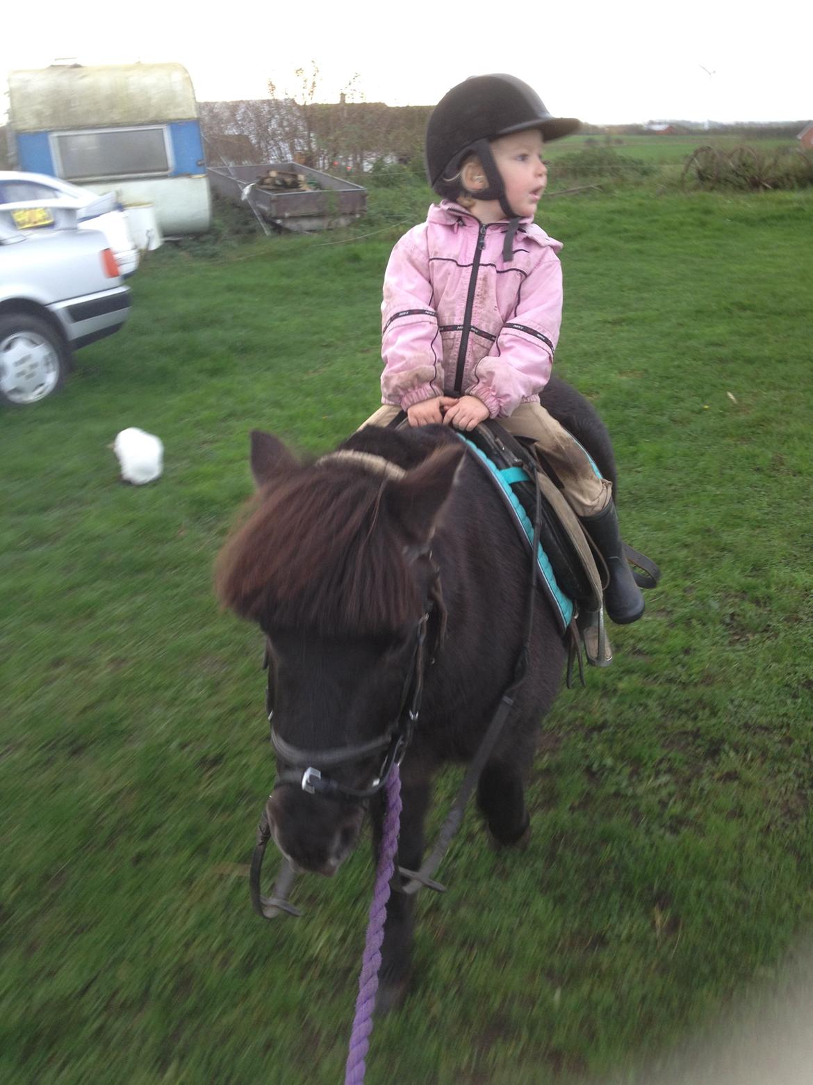 Anden særlig race Louie ( Herkules hos forige ejer ) billede 17