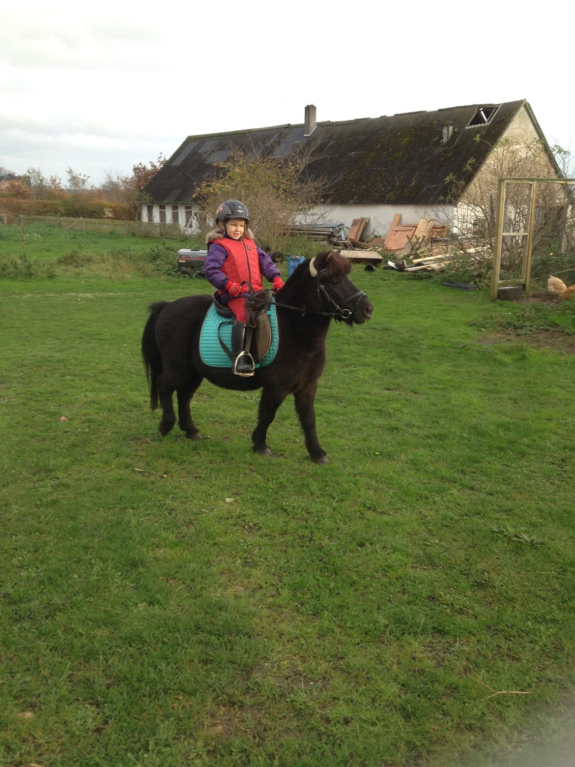 Anden særlig race Louie ( Herkules hos forige ejer ) billede 22