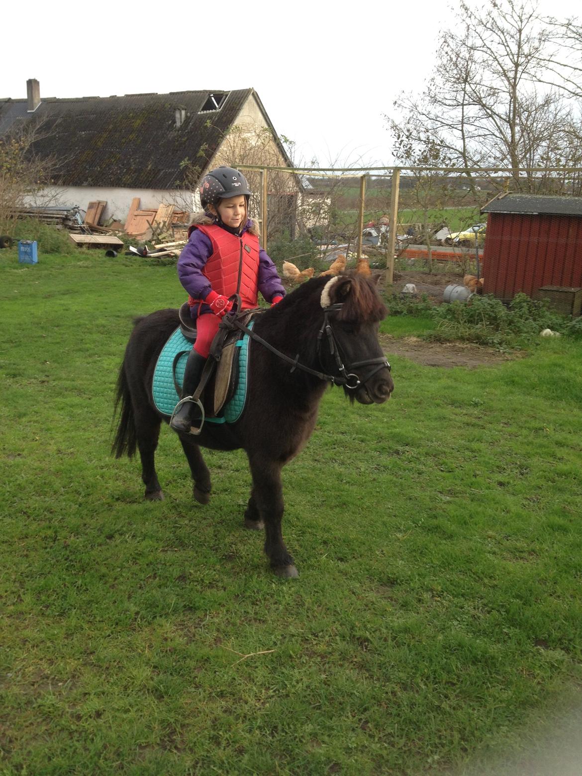 Anden særlig race Louie ( Herkules hos forige ejer ) billede 23