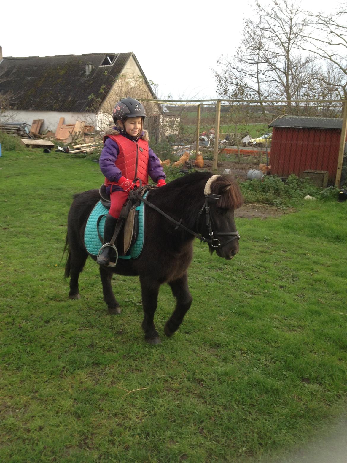 Anden særlig race Louie ( Herkules hos forige ejer ) billede 24