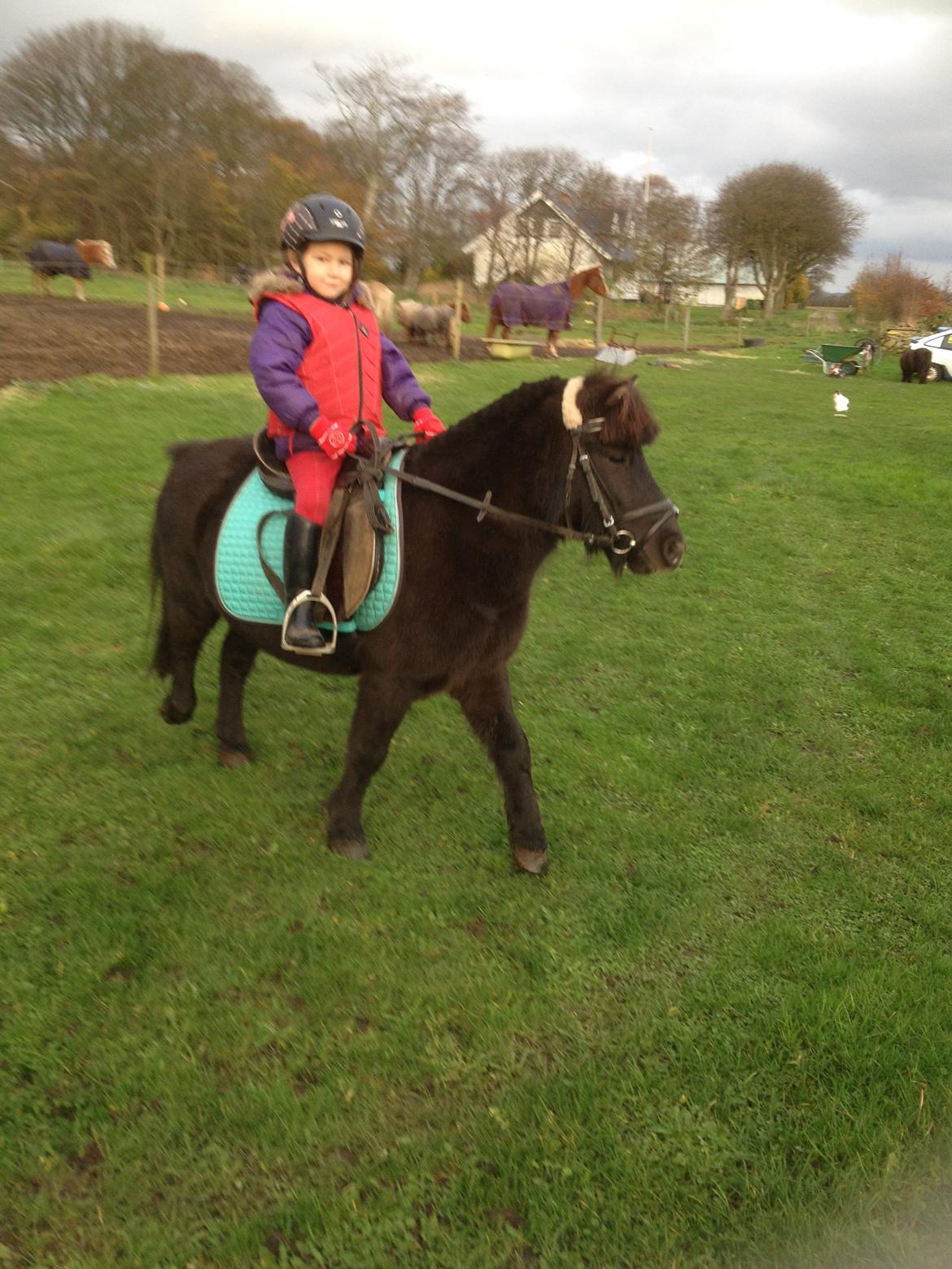 Anden særlig race Louie ( Herkules hos forige ejer ) billede 21
