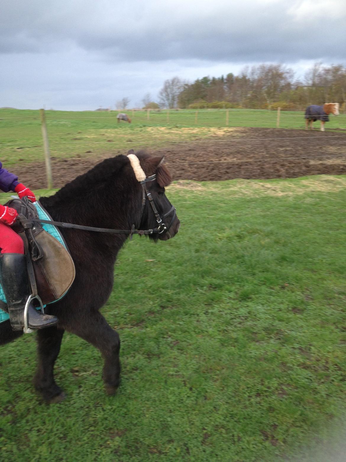 Anden særlig race Louie ( Herkules hos forige ejer ) billede 26