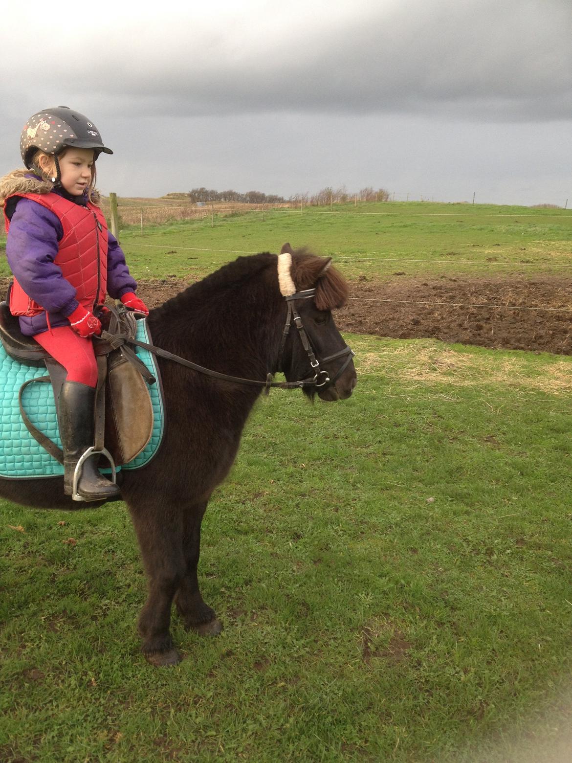 Anden særlig race Louie ( Herkules hos forige ejer ) billede 27