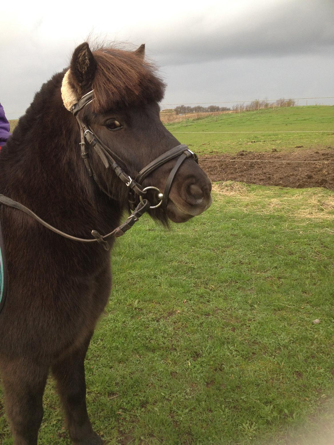 Anden særlig race Louie ( Herkules hos forige ejer ) billede 2