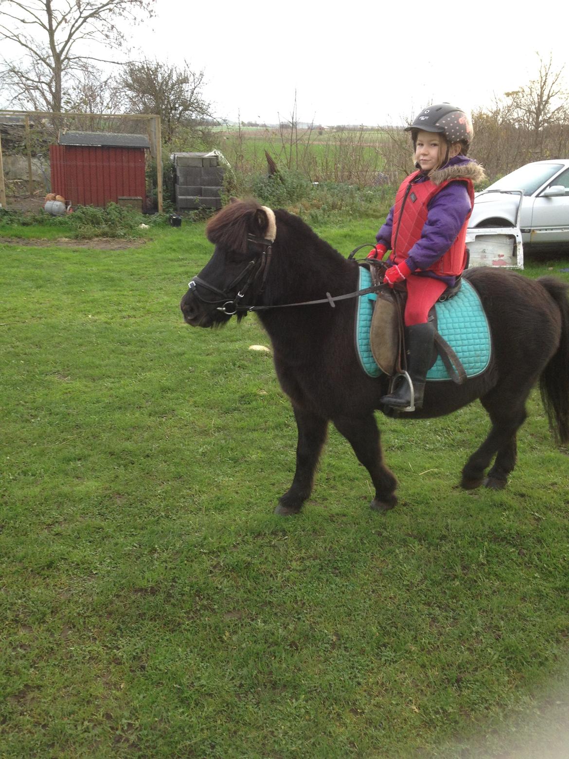 Anden særlig race Louie ( Herkules hos forige ejer ) billede 28