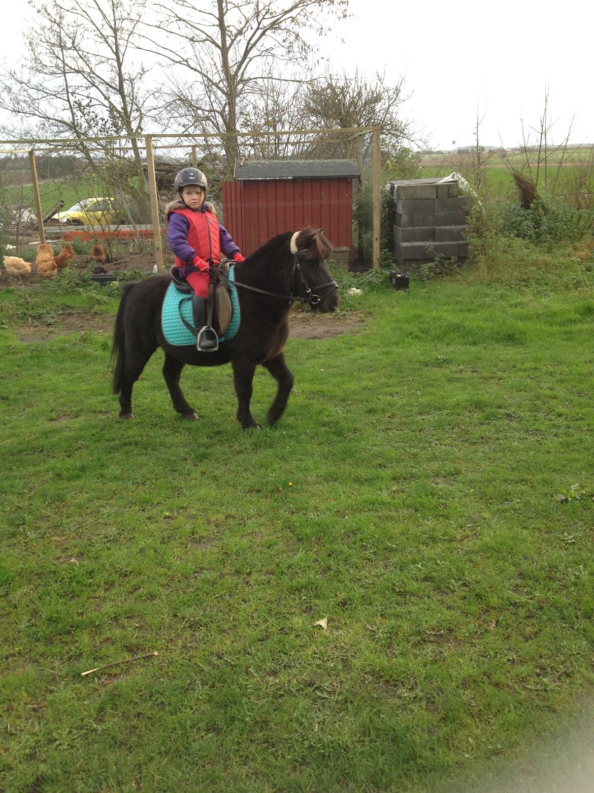 Anden særlig race Louie ( Herkules hos forige ejer ) billede 29