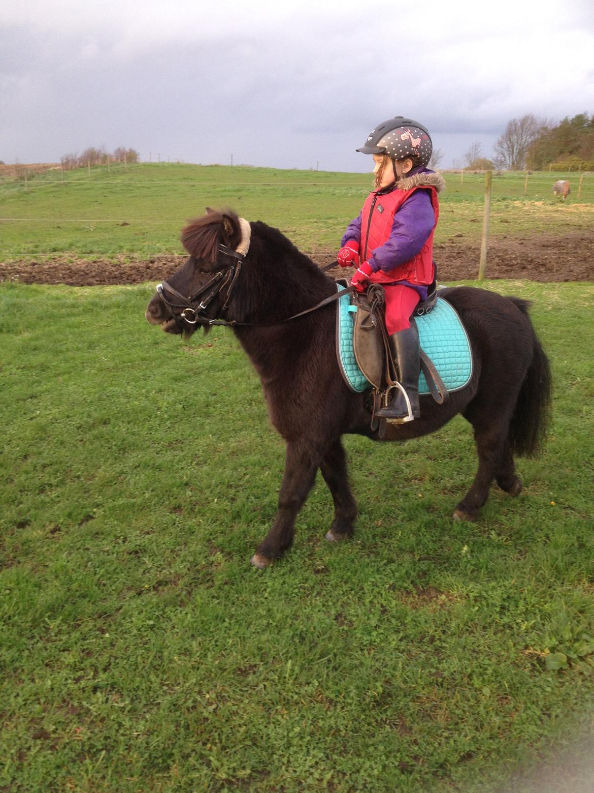 Anden særlig race Louie ( Herkules hos forige ejer ) billede 30